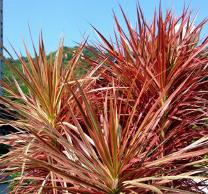 Dracena marginata” tricolor” 