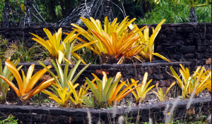 Aechmea blanchetiana - Bromelia Porto Seguro dourada