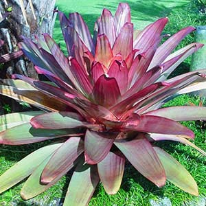 Alcantarea imperialis - Bromelia imperial rubra